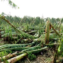 हावाहुरीका कारण केरा खेतीमा ७० लाख भन्दा बढीको क्षति