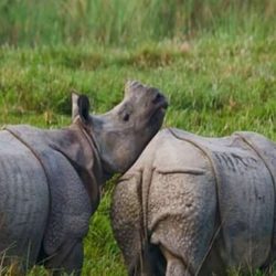 गैंडाले लियो मुखियाको ज्यान