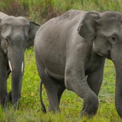 जङ्गली हात्तीको आक्रमणबाट झापामा एक युवकको मृत्यु