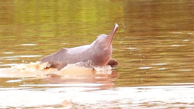 कैलालीमा शुक्रबारदेखि डल्फिन गणना हुँदै