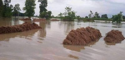 वर्षाका कारण ७ सय २२ करोडको धानबाली नष्ट