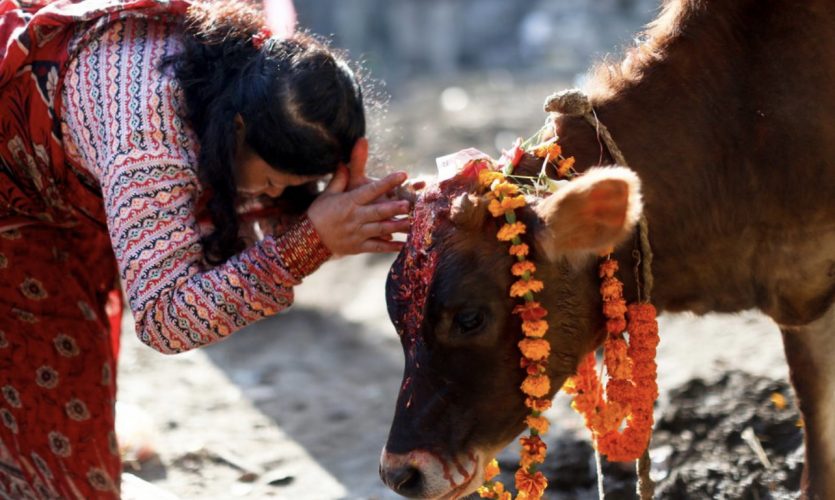 आज तिहारको चौथो दिन गाई तिहार