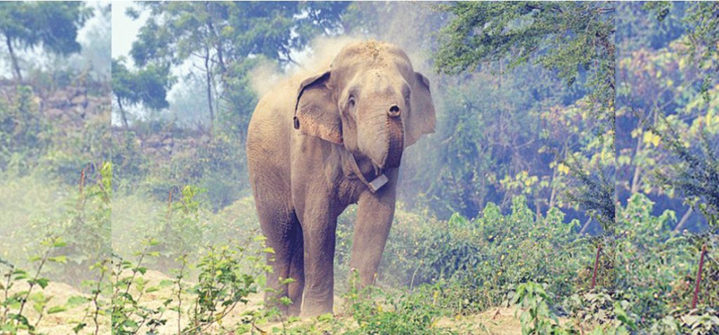 जङ्गली हात्तीको आक्रमणबाट एकको मृत्यु