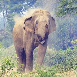 जङ्गली हात्तीको आक्रमणबाट एकको मृत्यु