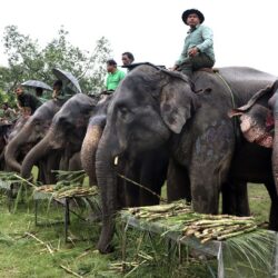 कतारलाई सरकारले एक जोडी हात्ती उपहार दिने