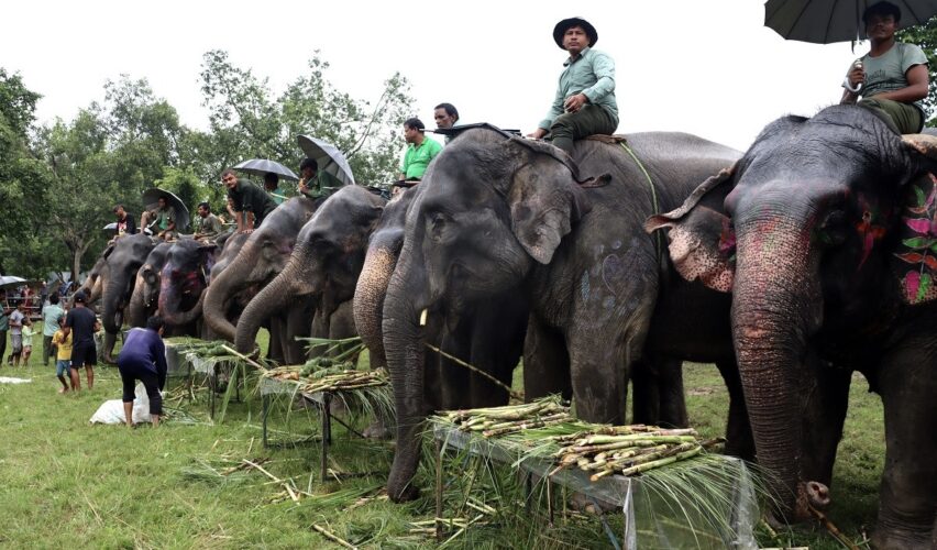 कतारलाई सरकारले एक जोडी हात्ती उपहार दिने