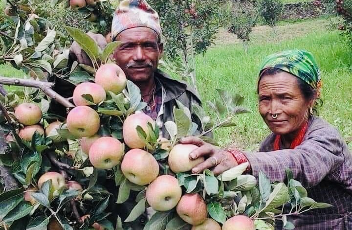 जुम्लामा २० हजार मेट्रिक टन बढी स्याउ उत्पादन